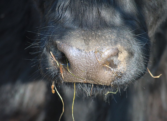 nourrir les vaches
