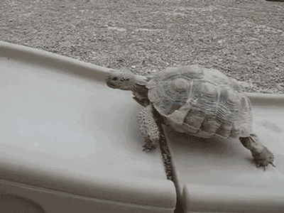 tortue qui essaye de grimper
